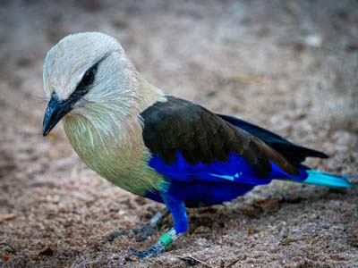 Blue-bellied roller