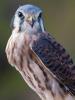 Peregrine falcon